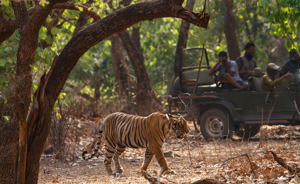 Corbett Safari Tour Package