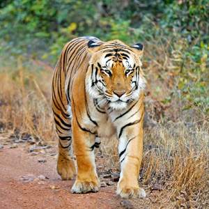 Delhi Corbett Weekend Tour