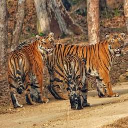 Dhikala Tiger Tour