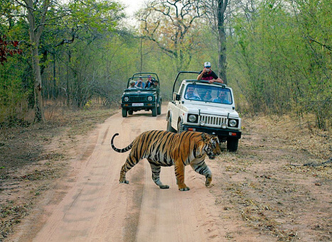 Dhela Safari Zone